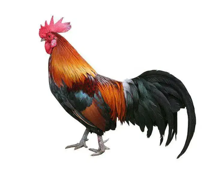 www.BancodeImagenesGratuitas.com+-Aves-Gallo-FB.webp