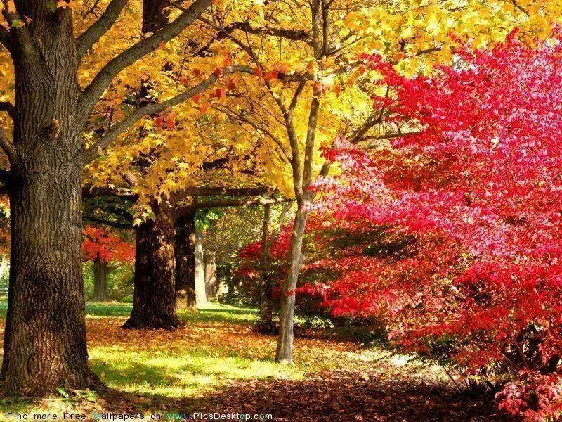 www.PicsDesktop.com_96.webp