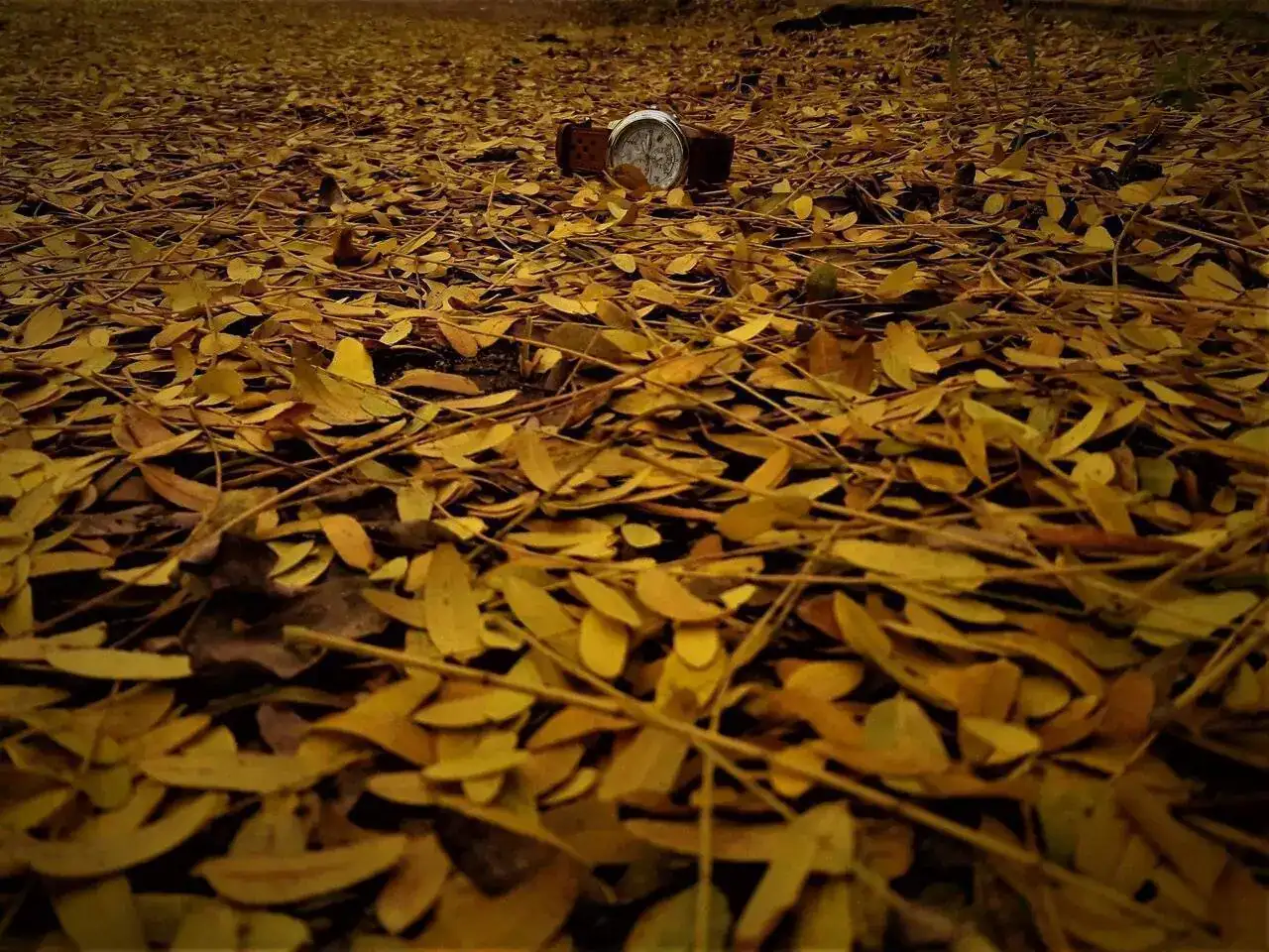 Yellow citizen.jpg