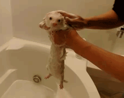 ygVCJBG.gif