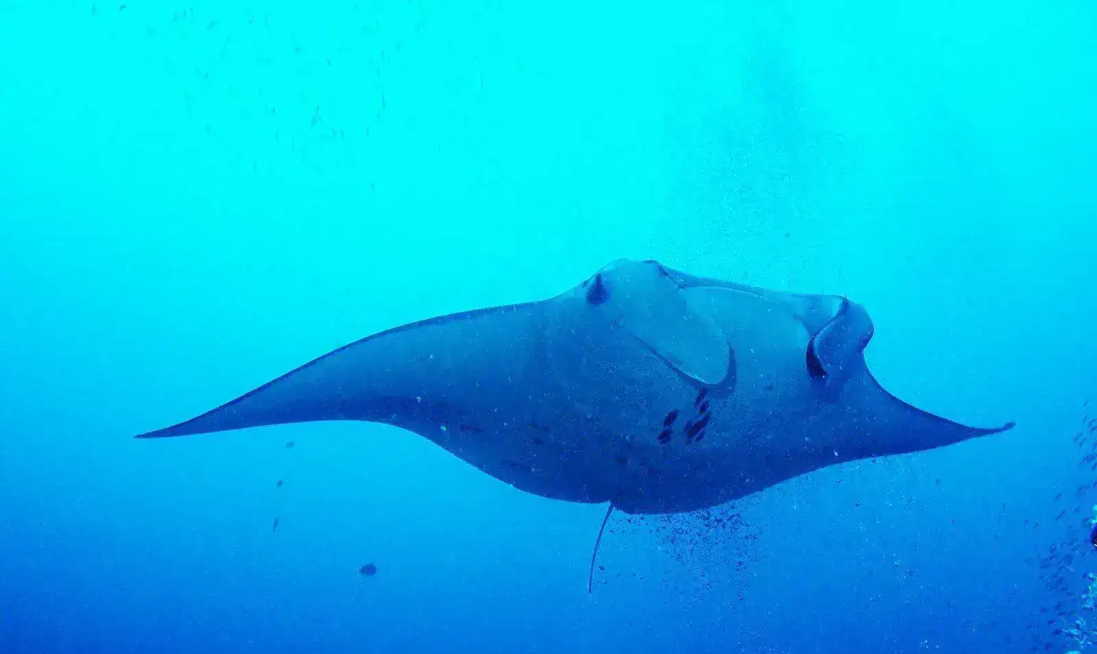 zz- manta.webp