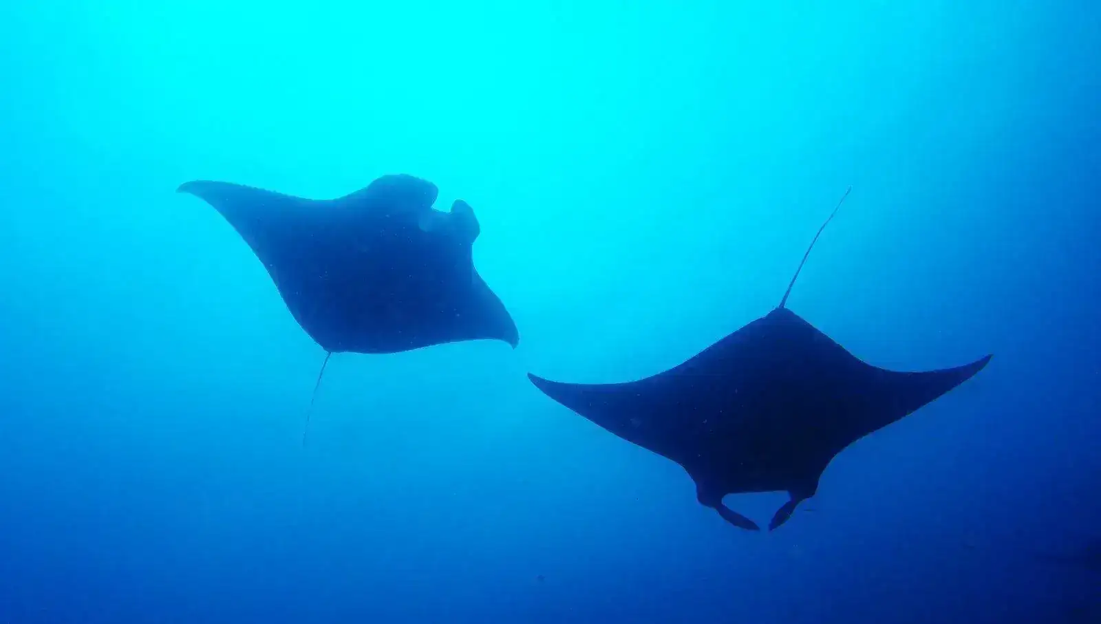 zz Mantas.webp